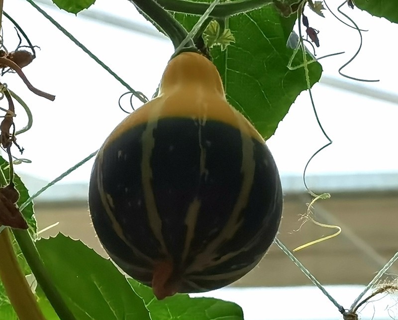 G03【不老松：纪实摄影】高绿科技智慧农业园！(06)