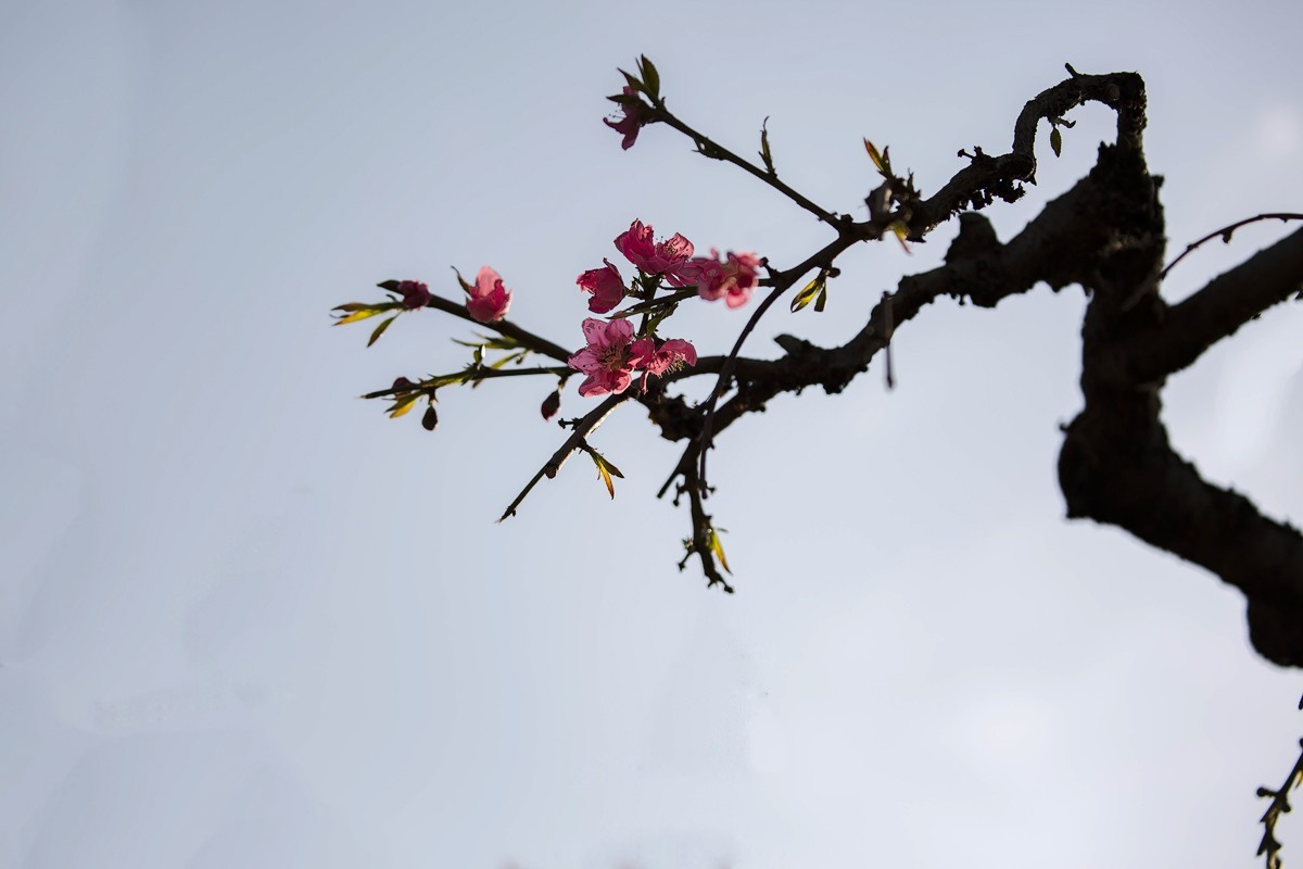 百花园（85）-----怪桃的气势