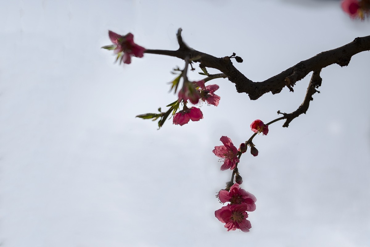百花园（85）-----怪桃的气势