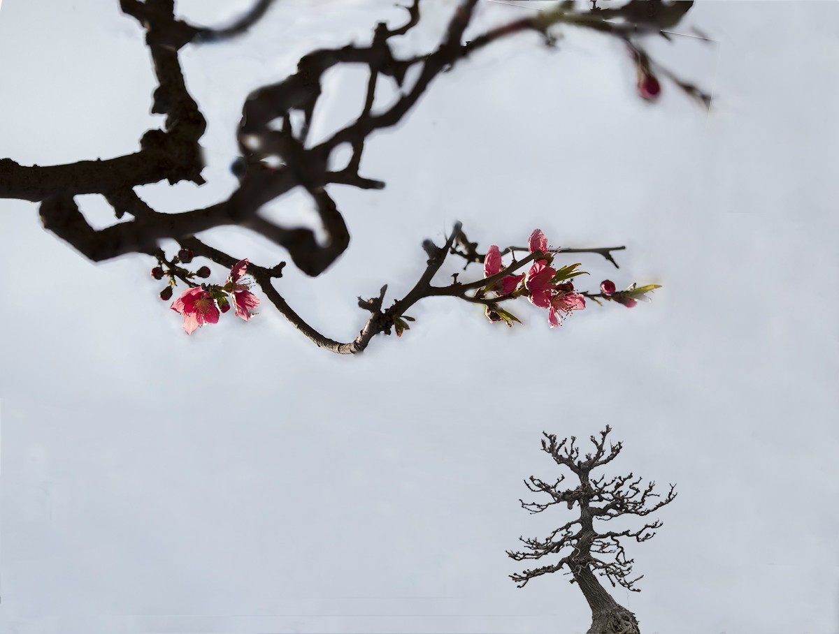 百花园（85）-----怪桃的气势