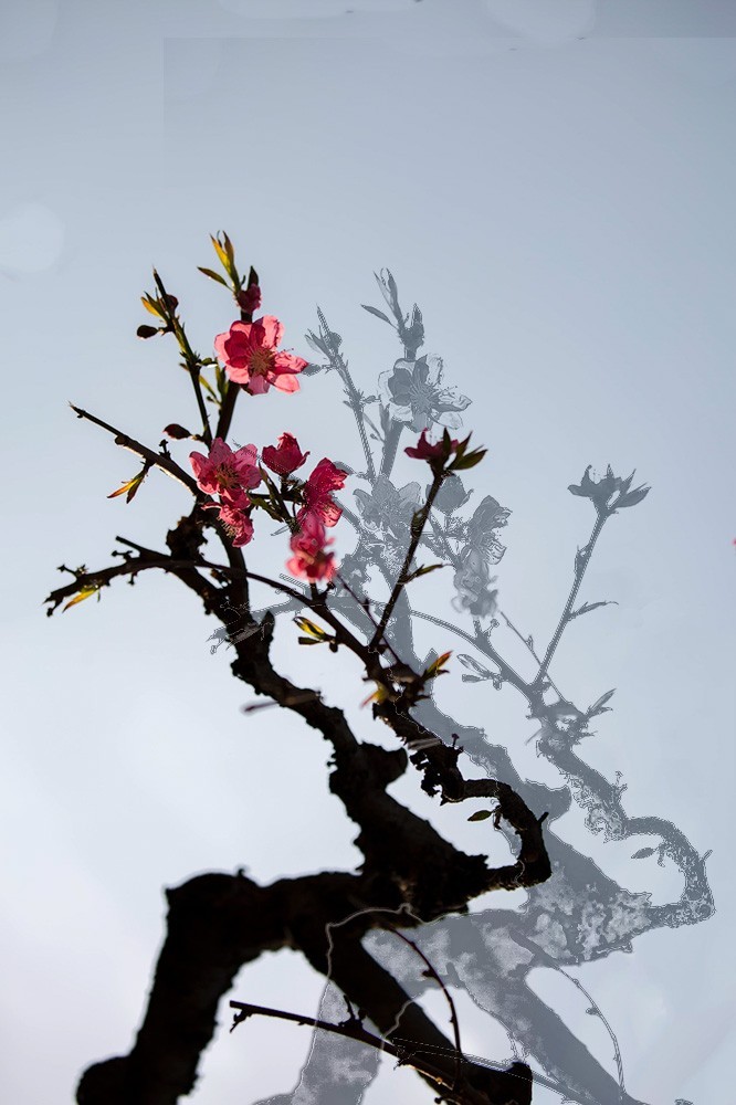 百花园（85）-----怪桃的气势