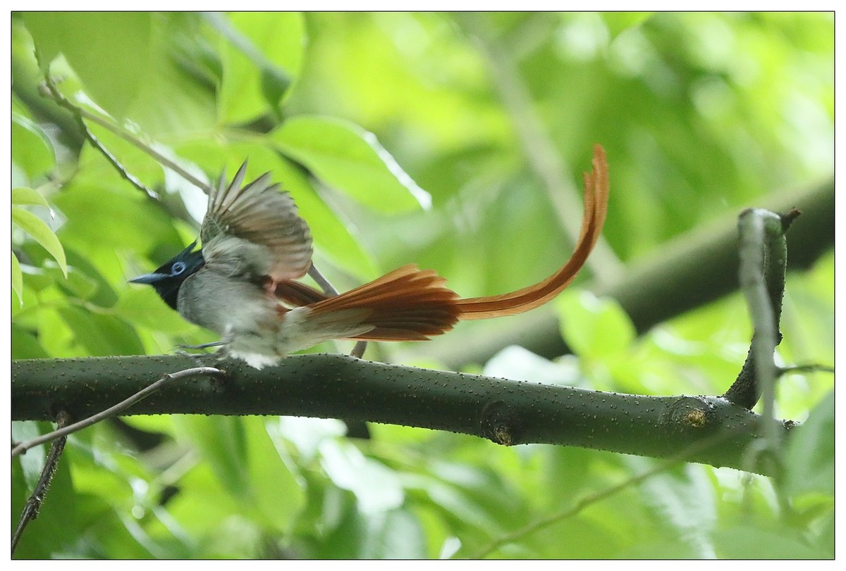 再见了，林中仙子--绶带鸟