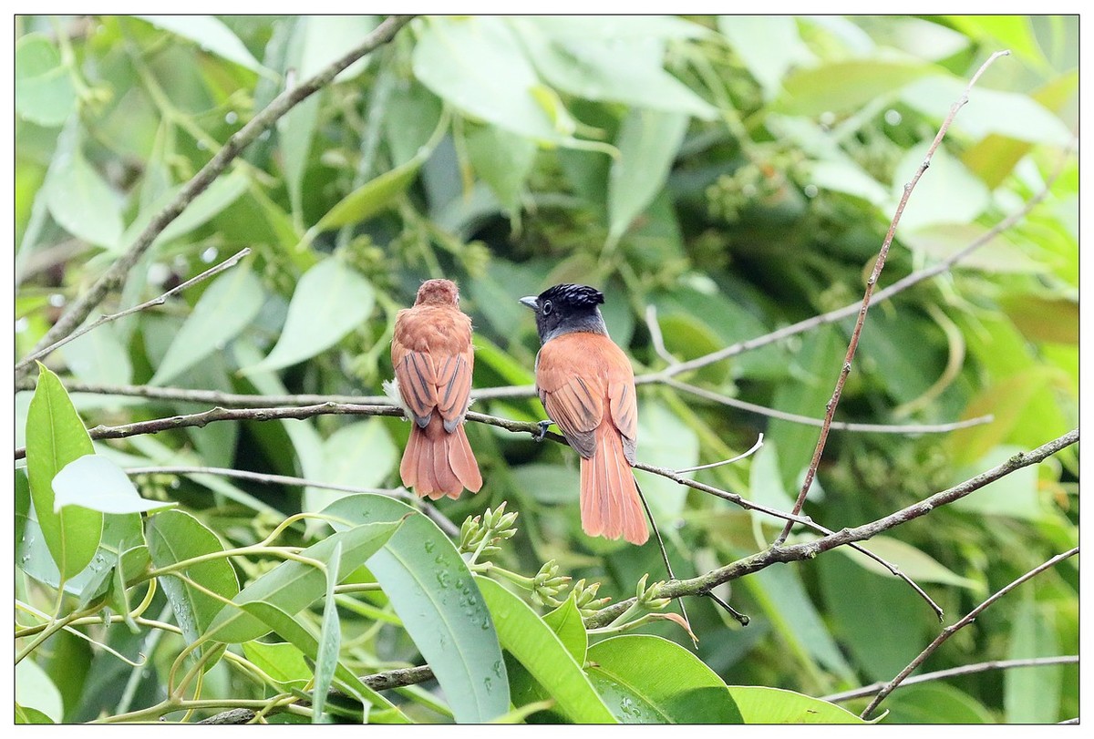再见了，林中仙子--绶带鸟