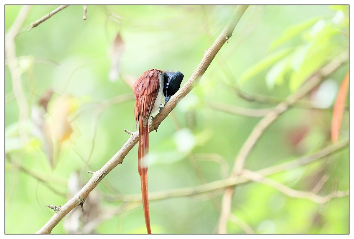再见了，林中仙子--绶带鸟