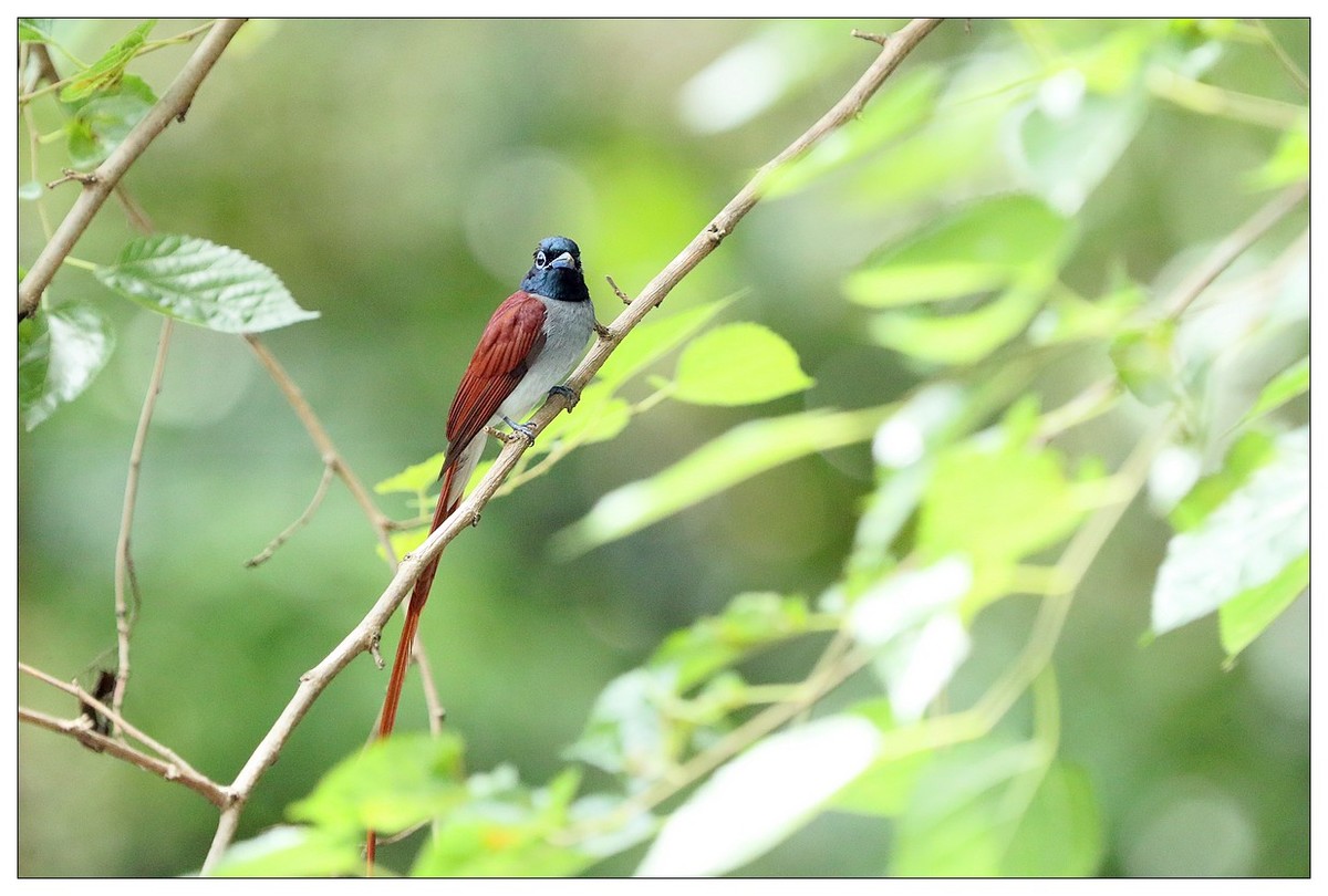 再见了，林中仙子--绶带鸟