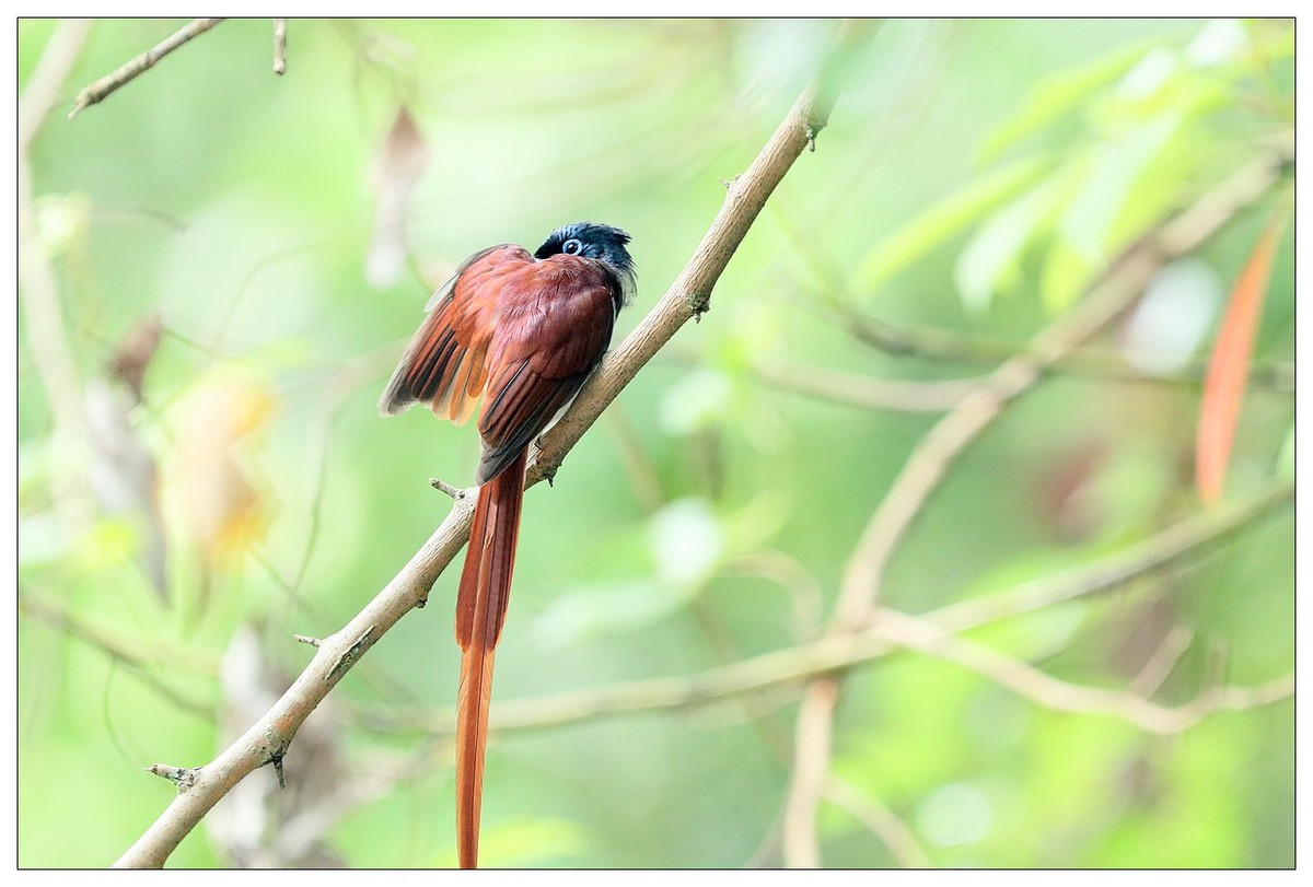 再见了，林中仙子--绶带鸟