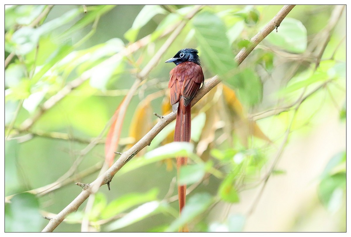 再见了，林中仙子--绶带鸟