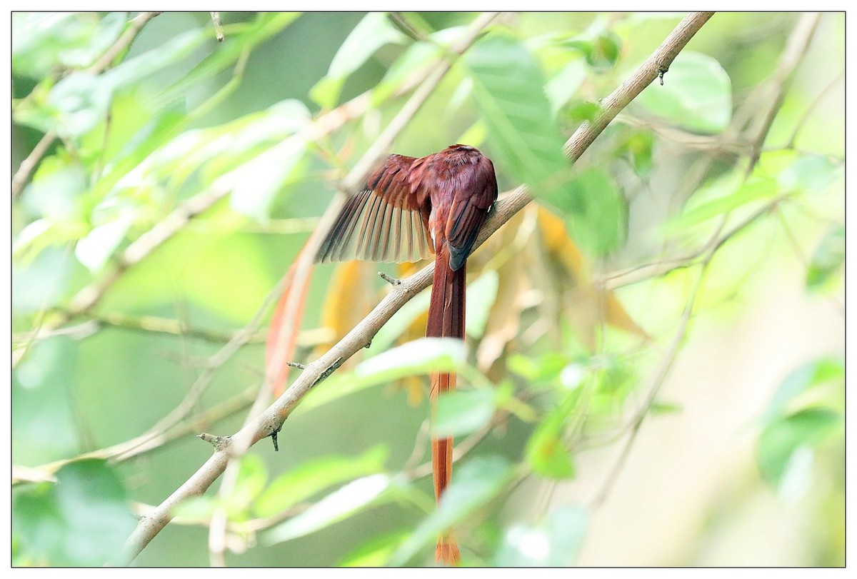 再见了，林中仙子--绶带鸟