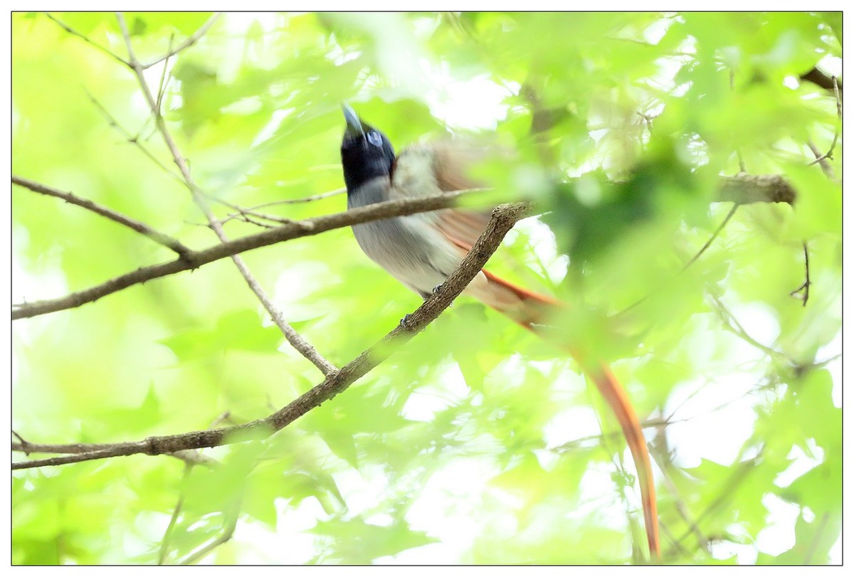 再见了，林中仙子--绶带鸟