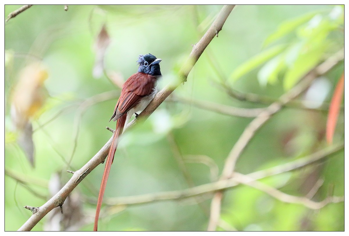 再见了，林中仙子--绶带鸟