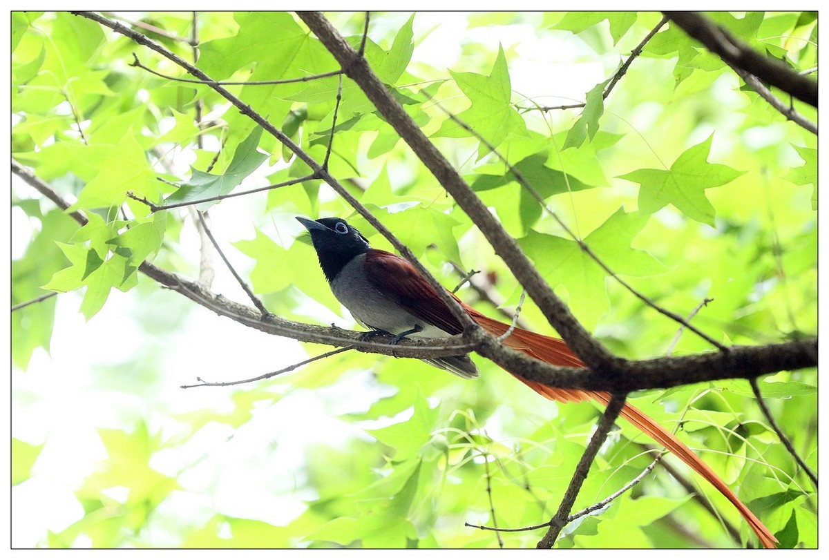 再见了，林中仙子--绶带鸟