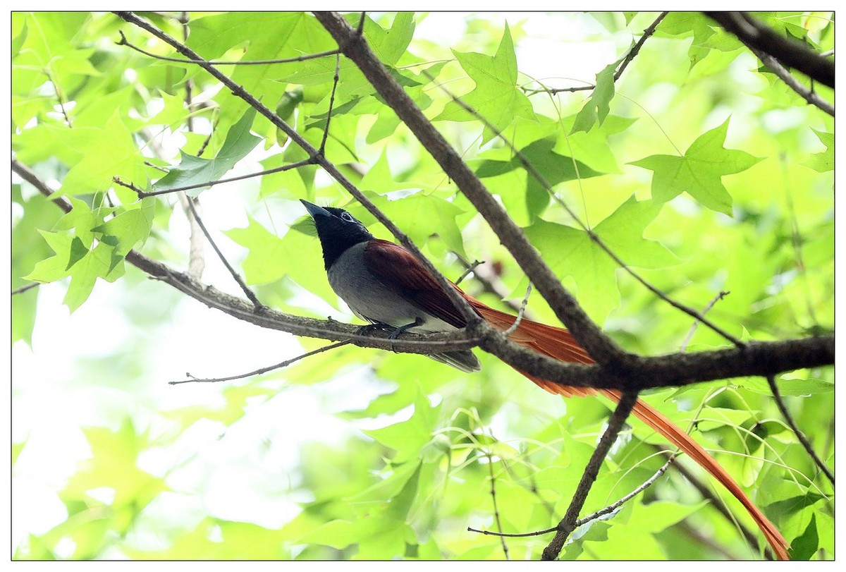 再见了，林中仙子--绶带鸟