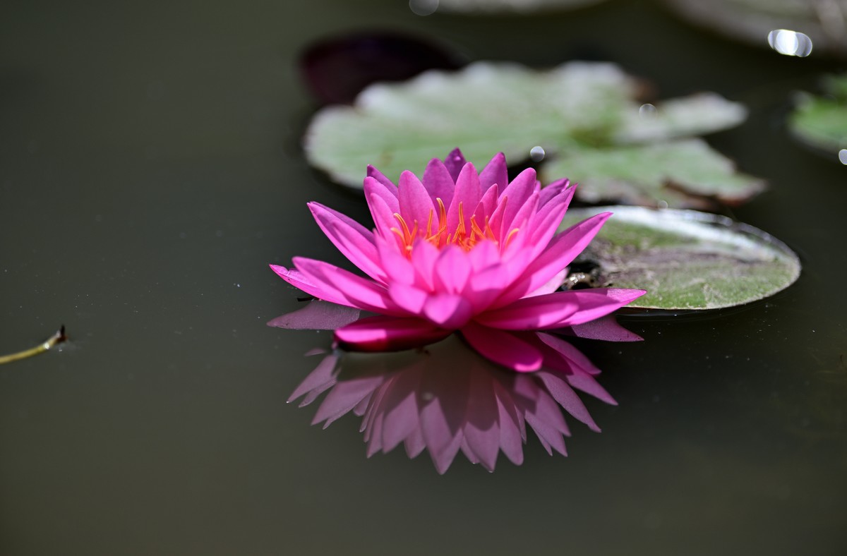再发一组莲花照