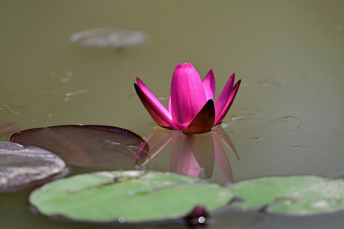 再发一组莲花照