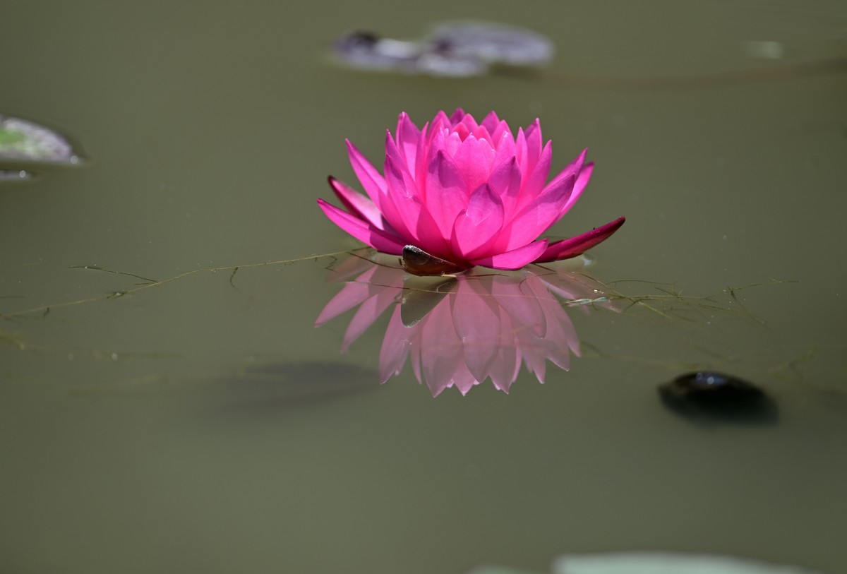 再发一组莲花照