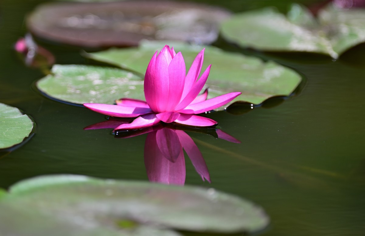 再发一组莲花照