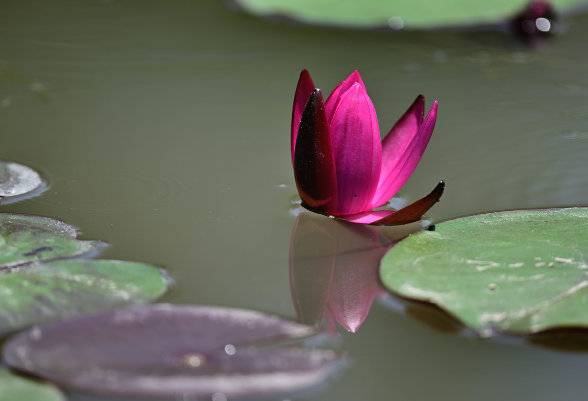 再发一组莲花照