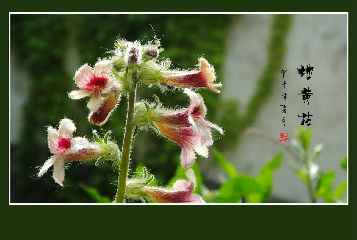 毛绒绒的地黄花