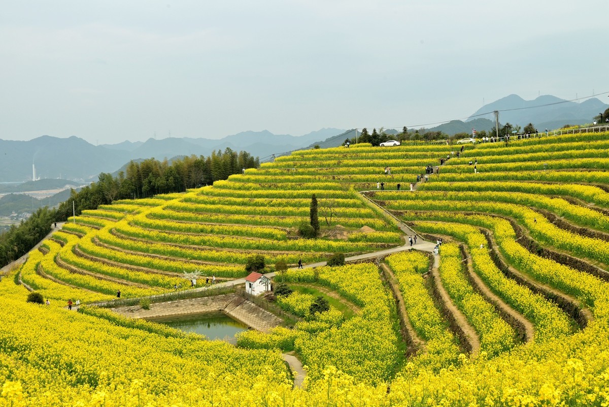 【杭州富阳-黑山顶油菜花 尼康Z5 24-200直出】