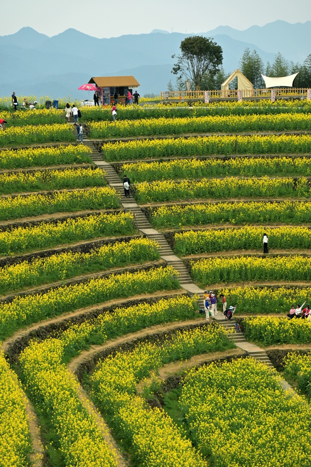 【杭州富阳-黑山顶油菜花 尼康Z5 24-200直出】