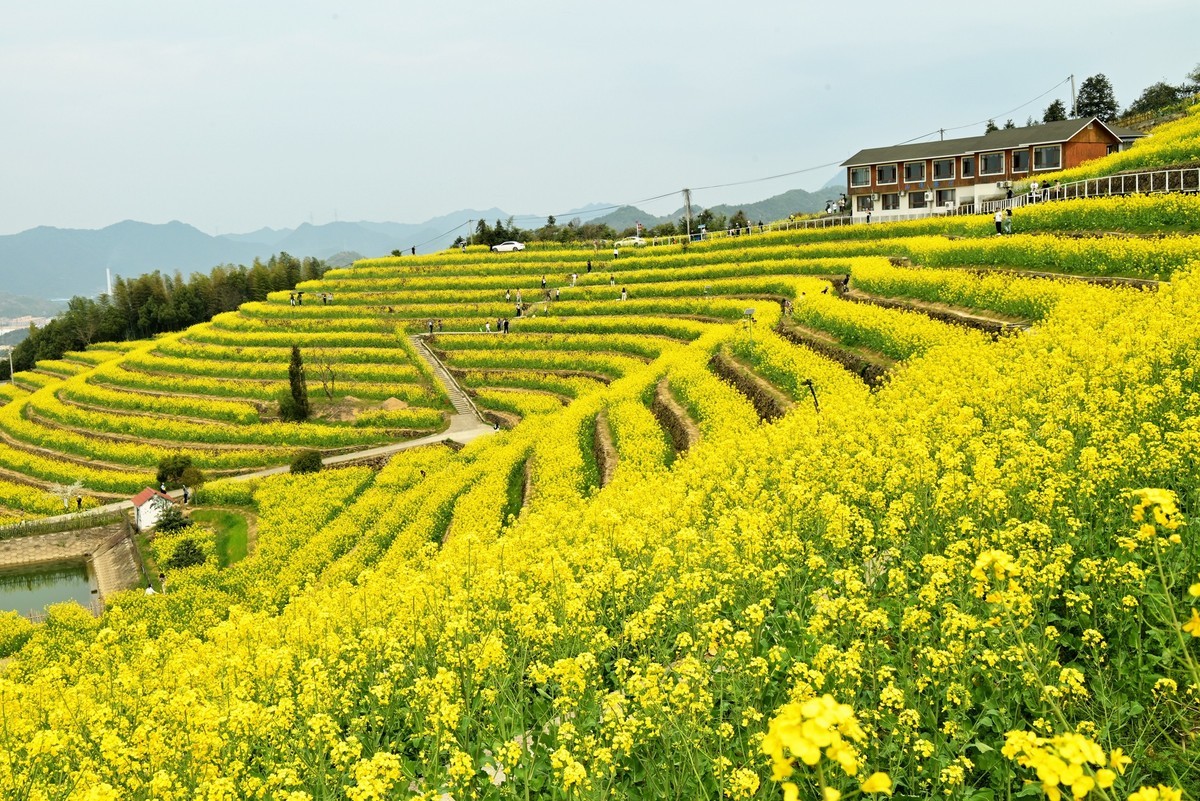 【杭州富阳-黑山顶油菜花 尼康Z5 24-200直出】