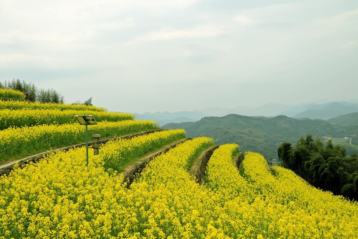 【杭州富阳-黑山顶油菜花 尼康Z5 24-200直出】