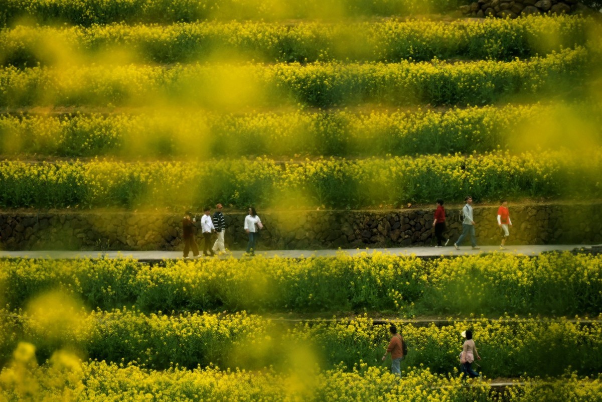 【杭州富阳-黑山顶油菜花 尼康Z5 24-200直出】