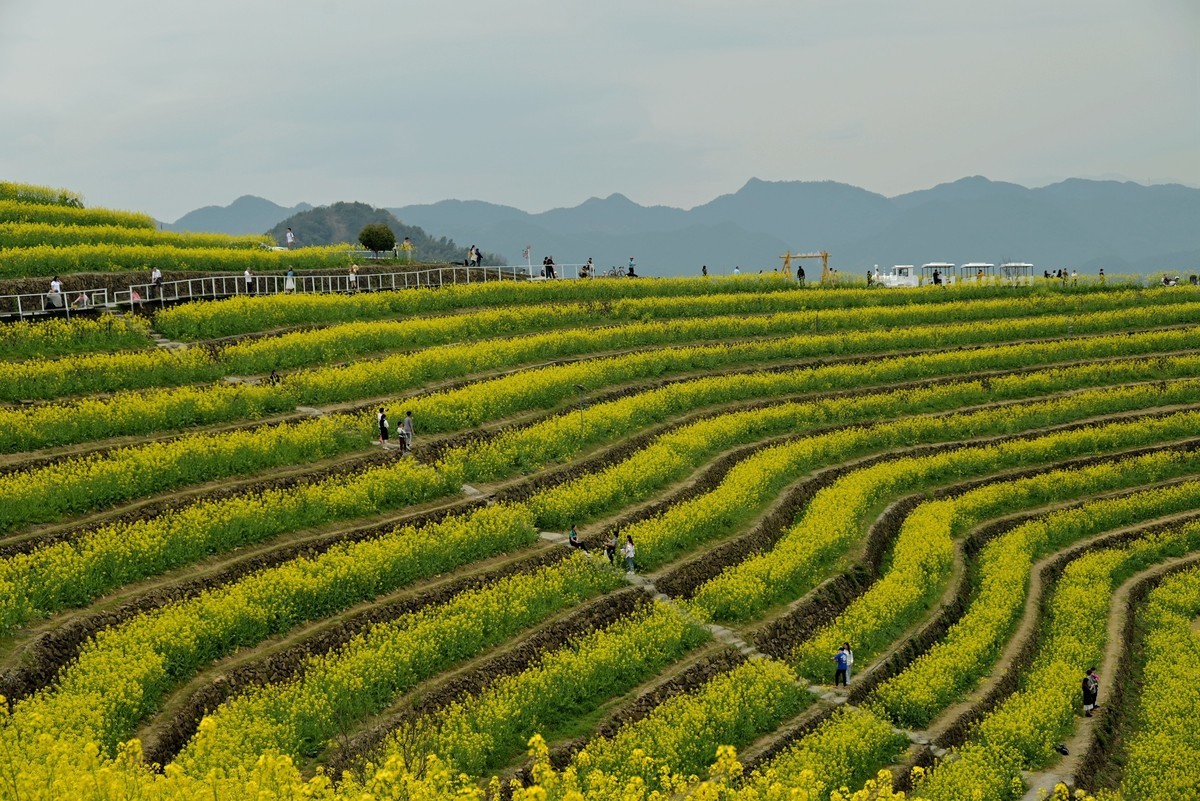 【杭州富阳-黑山顶油菜花 尼康Z5 24-200直出】