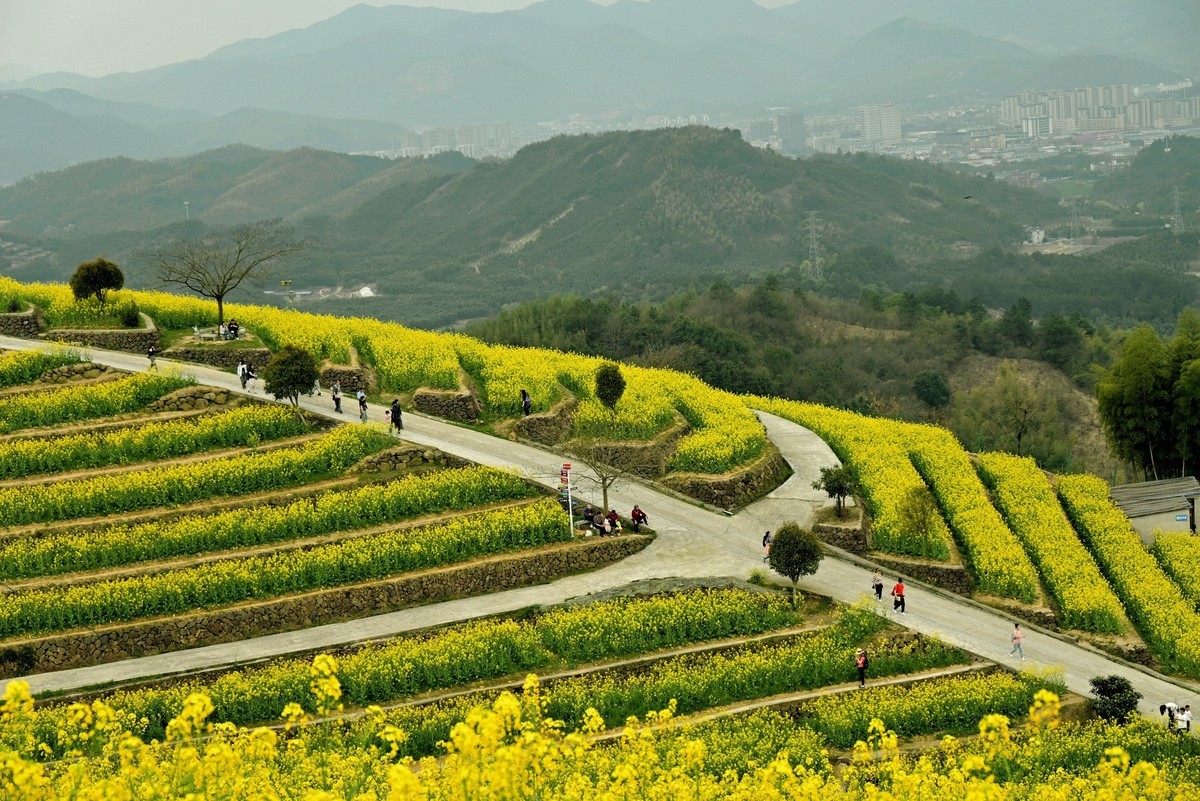 【杭州富阳-黑山顶油菜花 尼康Z5 24-200直出】