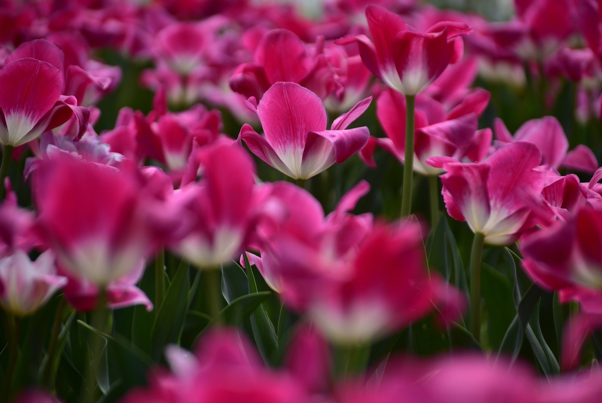 湖南植物园,郁金香美艳(上)-中关村在线摄影论坛