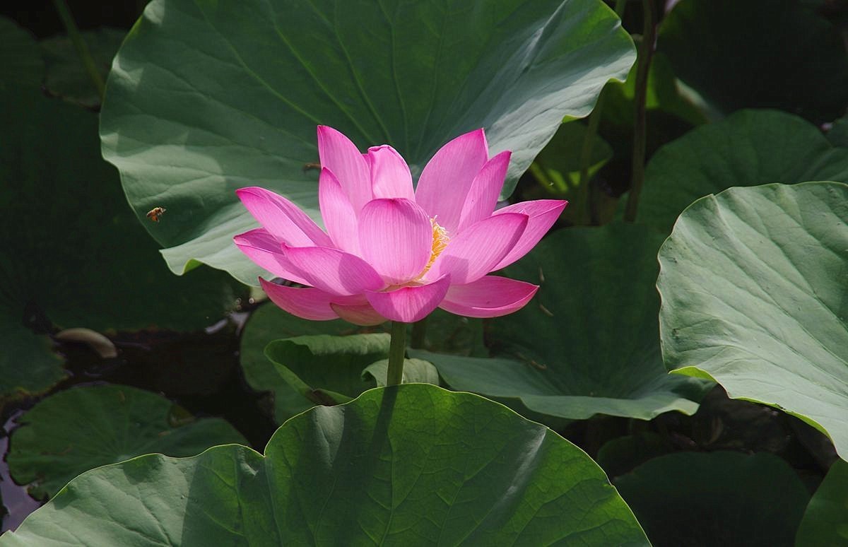 和和美美、中秋快乐