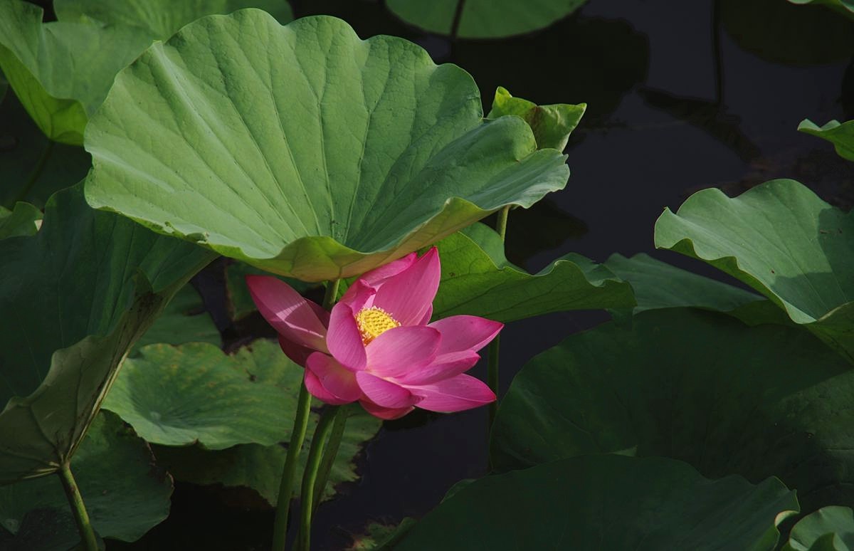 和和美美、中秋快乐