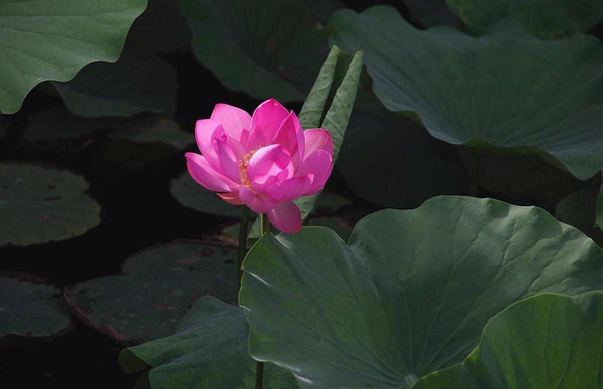 和和美美、中秋快乐