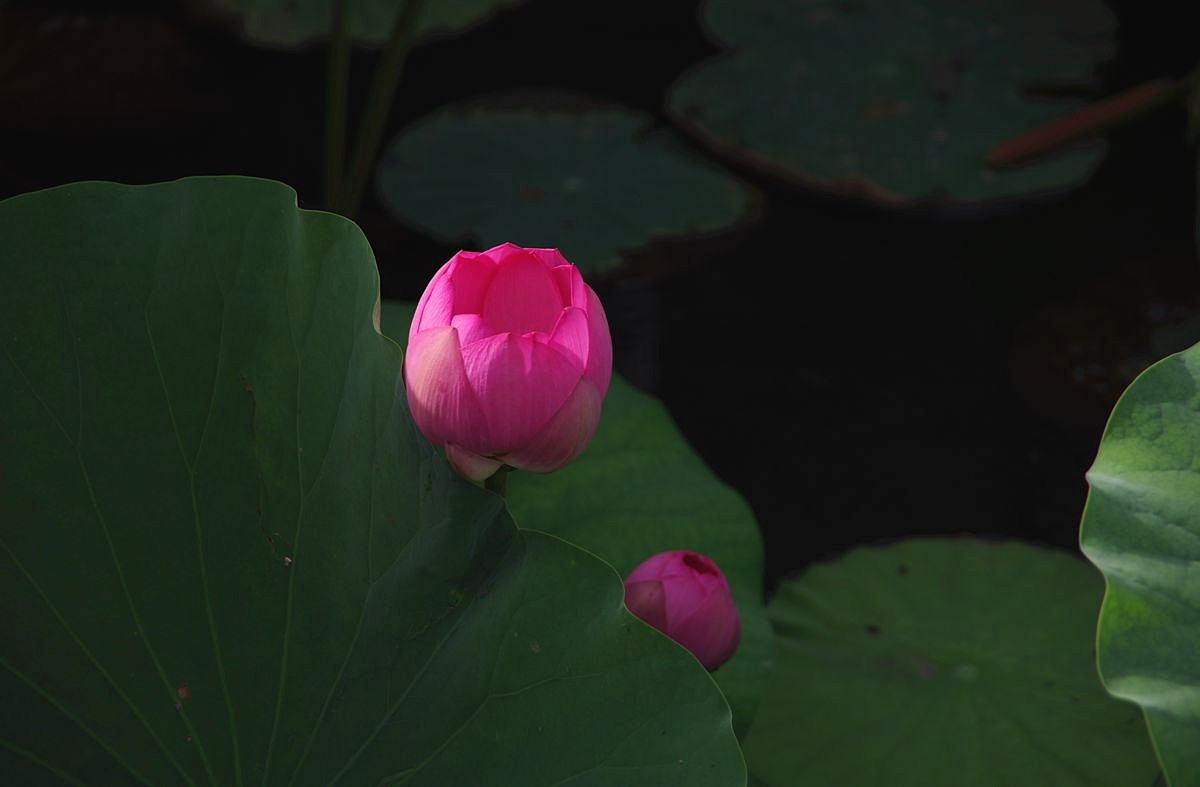 和和美美、中秋快乐