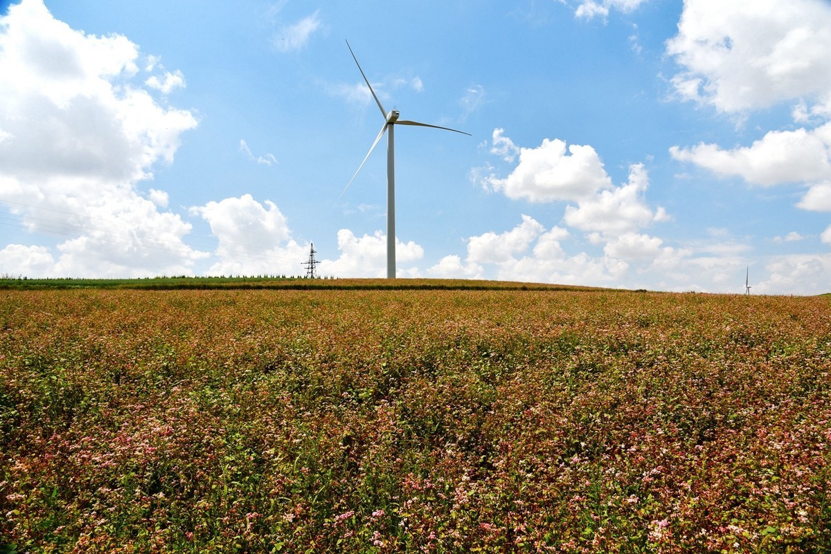 世界红花荞麦原产地——中国定边【3】