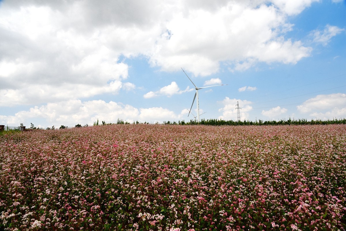 世界红花荞麦原产地——中国定边【3】