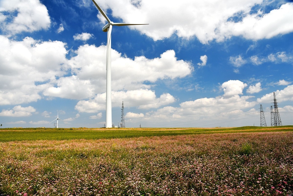 世界红花荞麦原产地——中国定边【3】