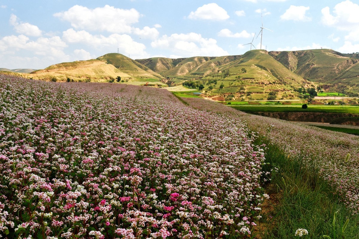 世界红花荞麦原产地——中国定边【3】