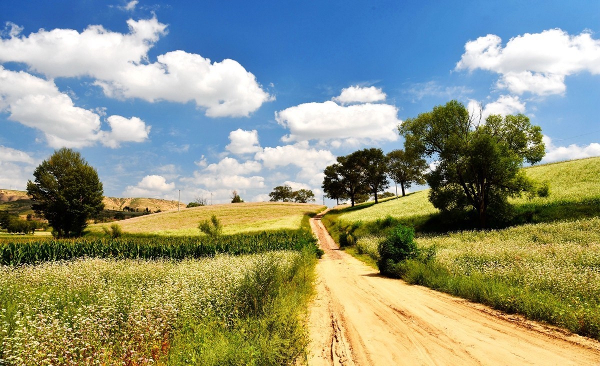 世界红花荞麦原产地——中国定边【3】