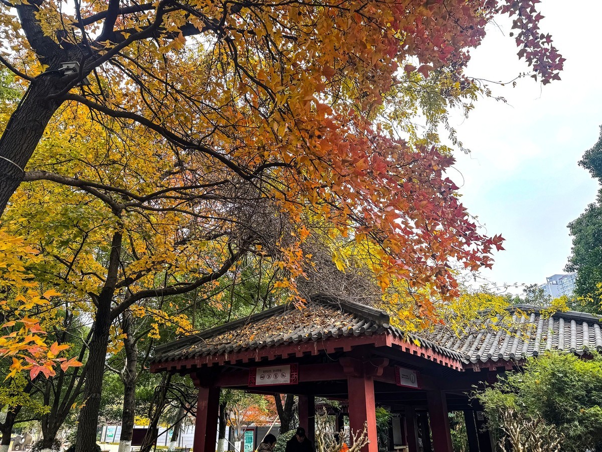 晓园公园冬季【手机图】