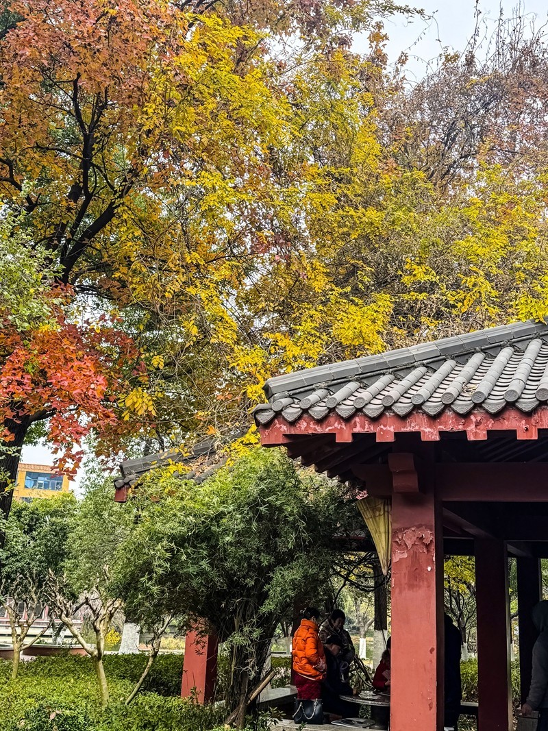 晓园公园冬季【手机图】