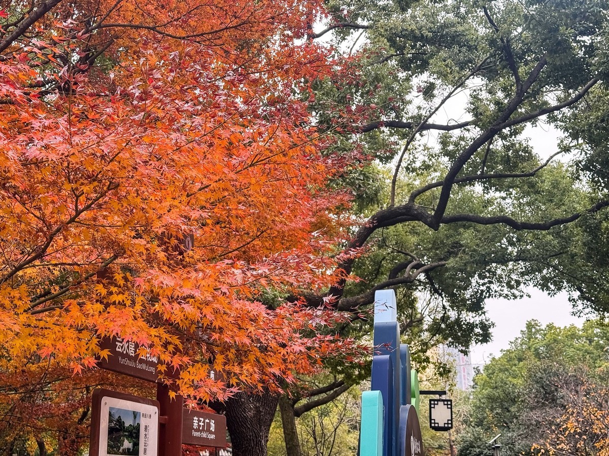 晓园公园冬季【手机图】