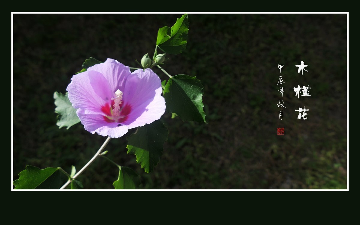 粉嫩娇羞的木槿花