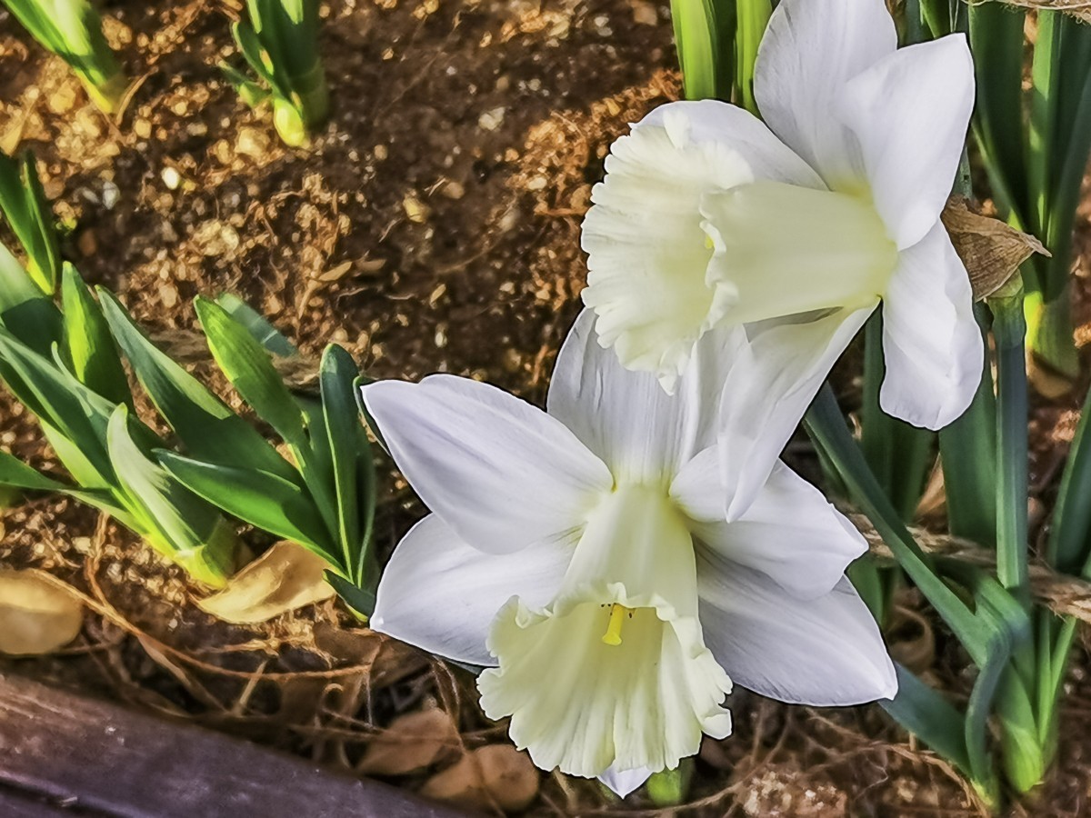 水仙花