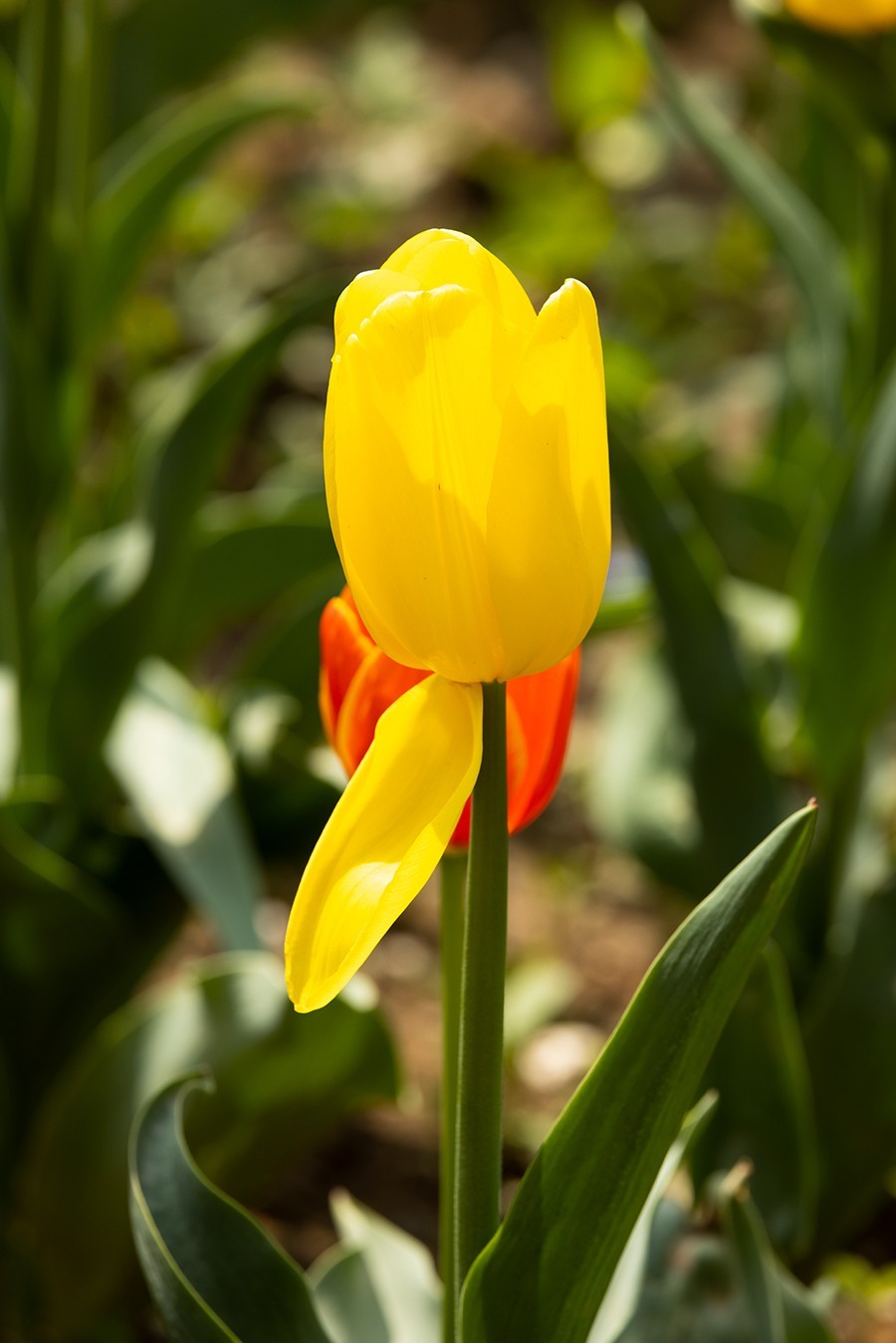 西安植物园郁金香