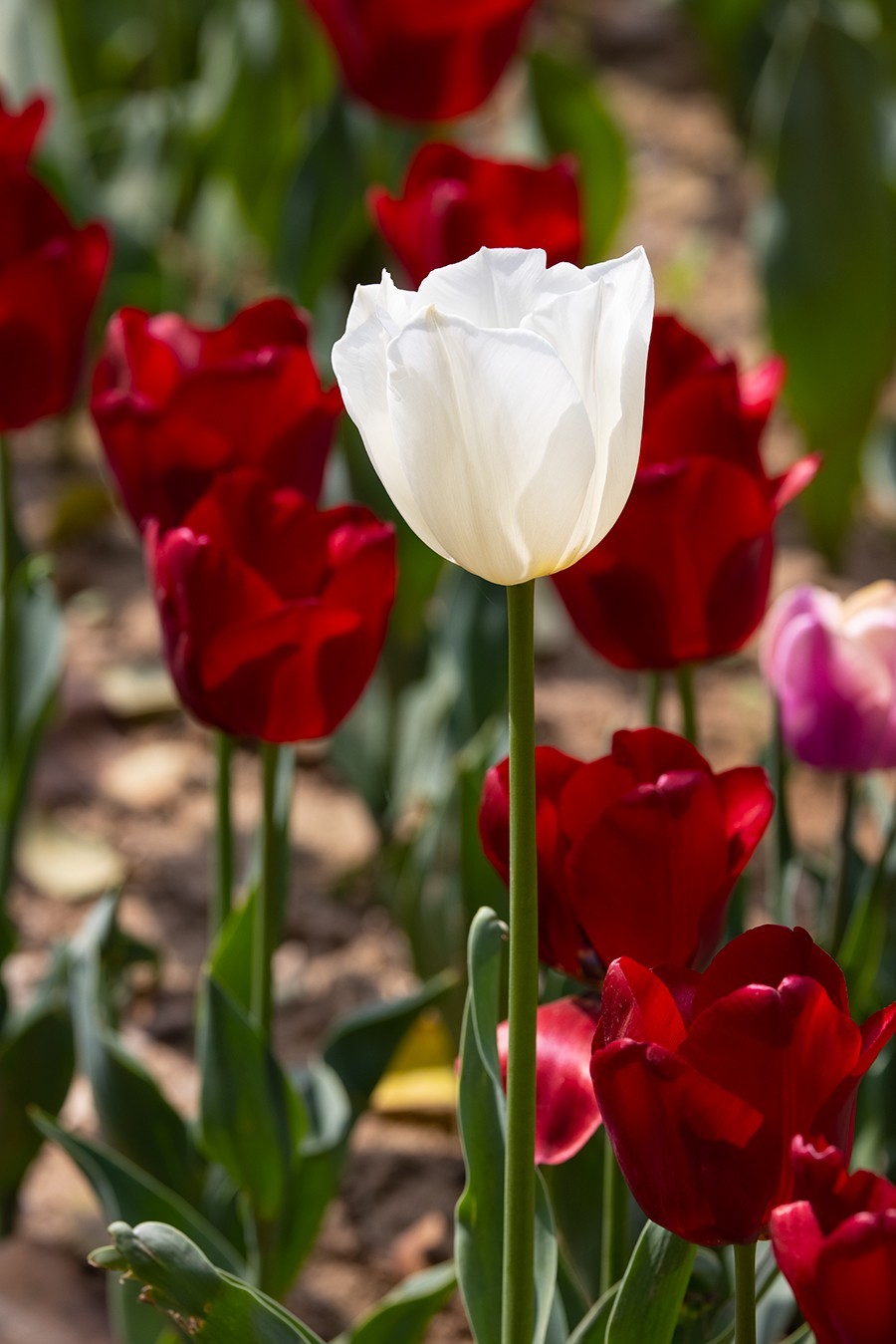 西安植物园郁金香