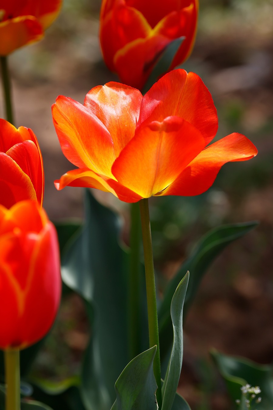 西安植物园郁金香
