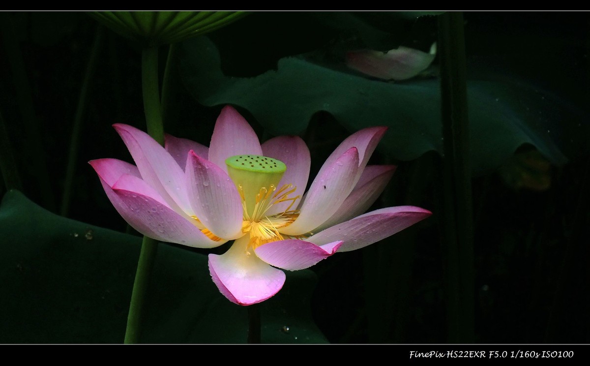 荷花(16)