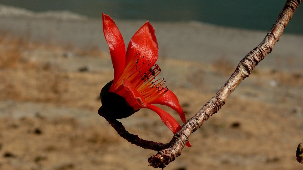 攀枝花（又木棉花）