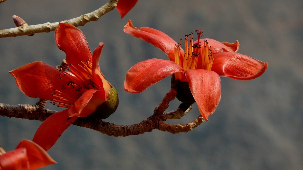 攀枝花（又木棉花）